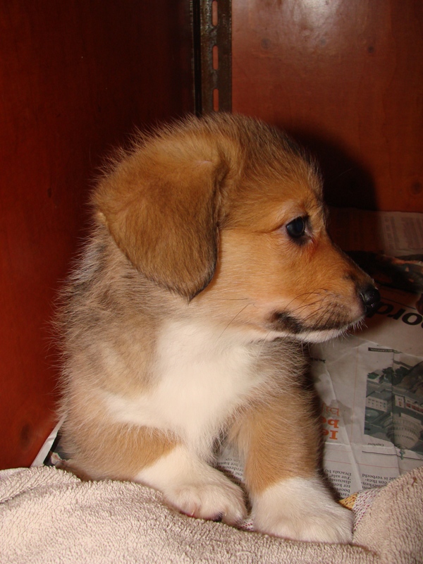 Puppies